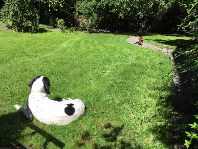 Hannes im Garten.jpg