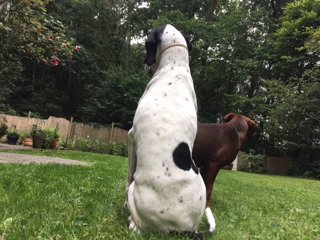Hannes und Hilde im Garten.jpg