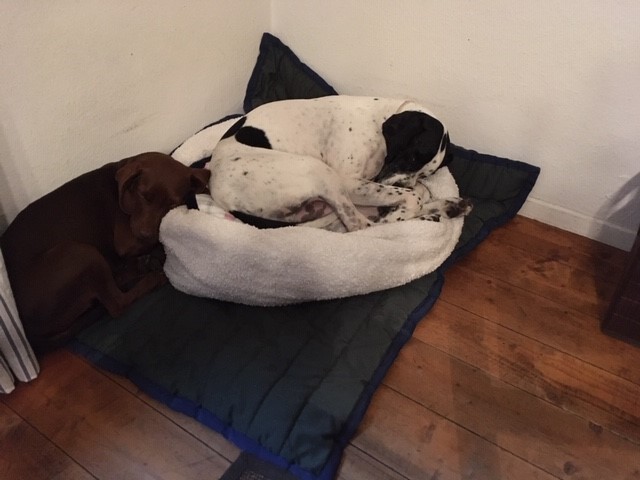 Hannes und Hilde - wenn der Lieblingsplatz besetzt ist....jpg