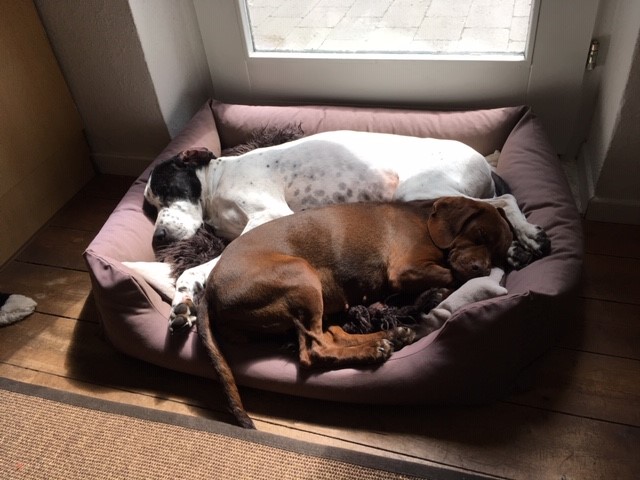 Hannes und Hilde - schon ganz große Liebe.jpg