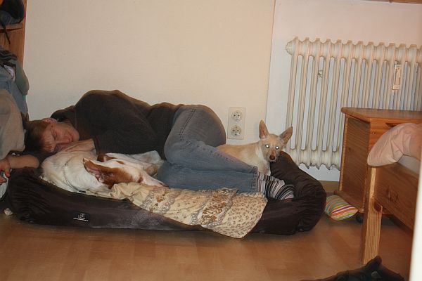 3imHundebett.jpg