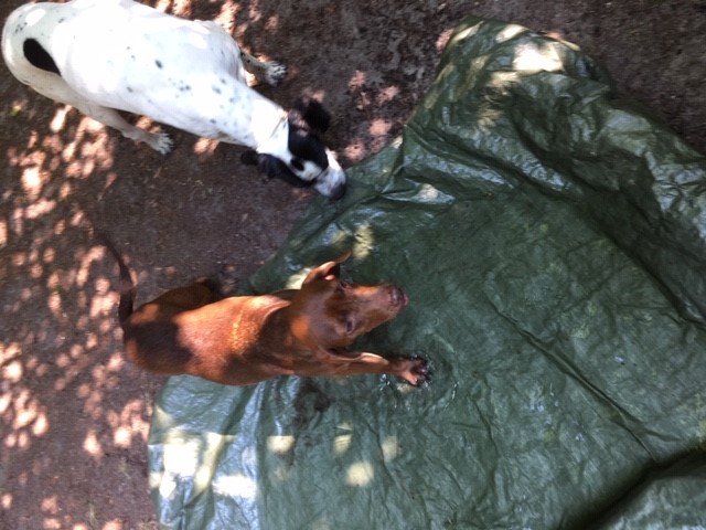 Hundepool Marke Eigenbau.jpg