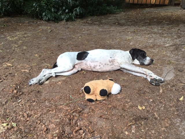 Siesta im Schatten.jpg