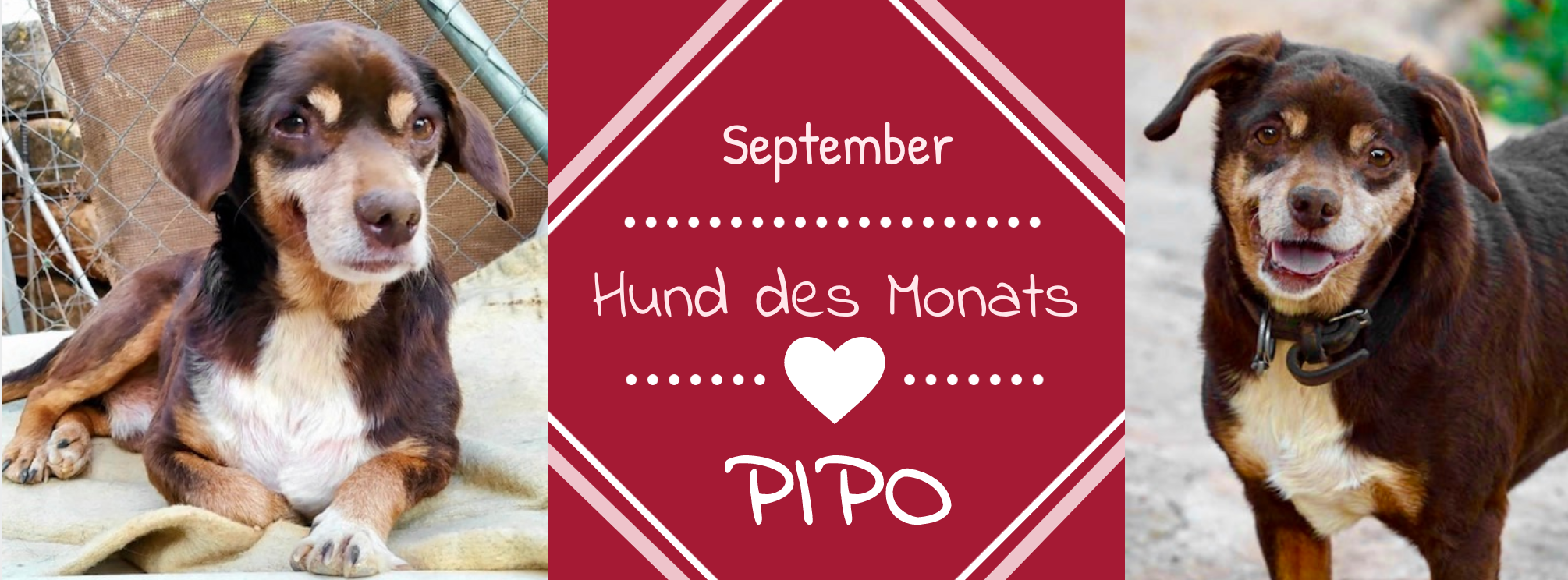 PIPO.png