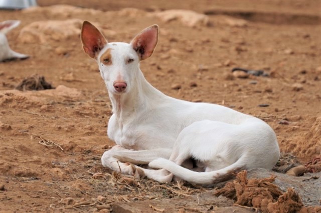 WhatsApp Image 2020-08-31 at 21.10.59 (3).jpeg