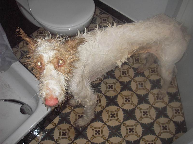 Pelle podinass Dusche.jpg