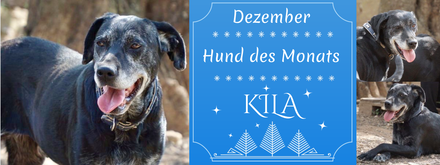 Hund des Monats KILA.png
