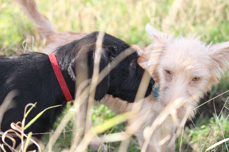 HaM-Wiese 18Nov09_76.jpg