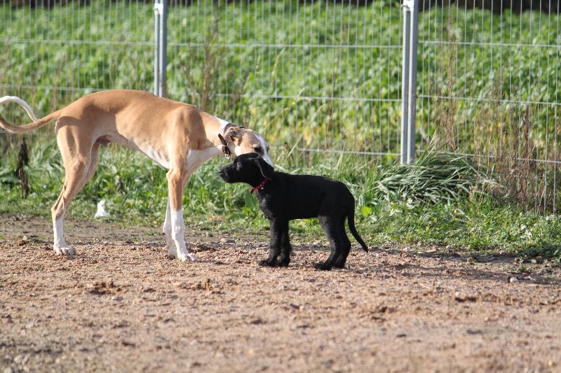 HaM-Wiese 18Nov09_85.jpg