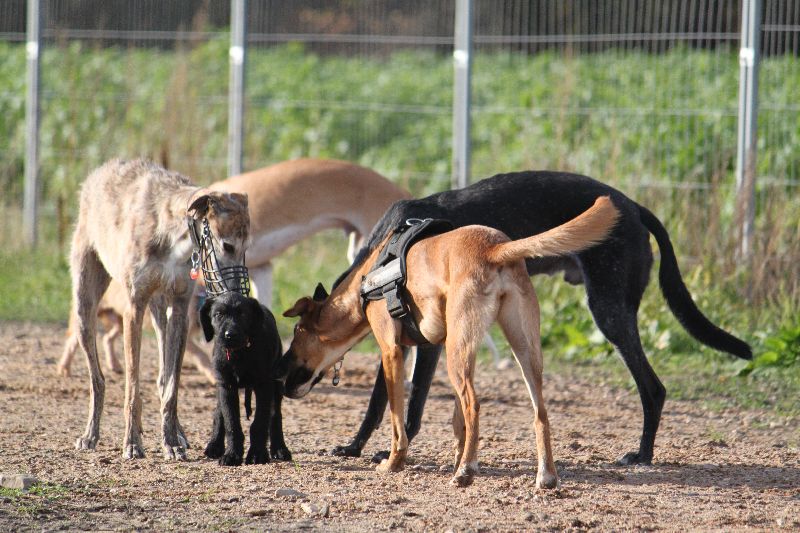 HaM-Wiese 18Nov09_88.jpg