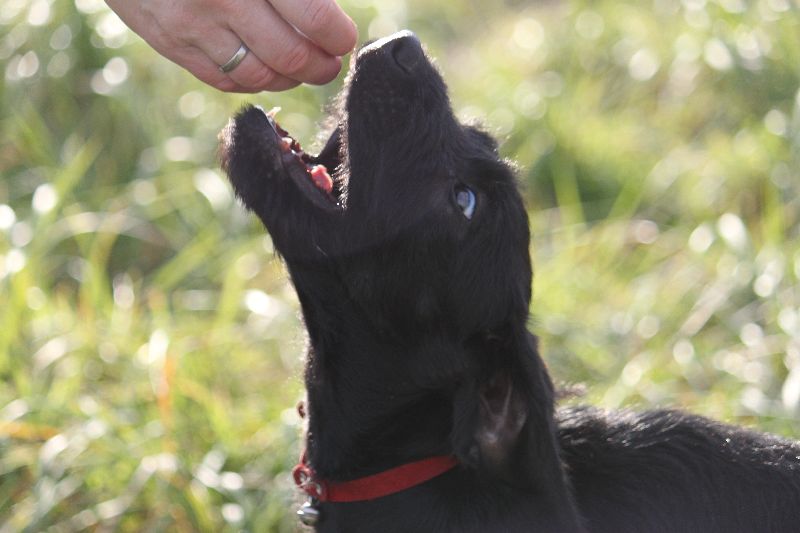 HaM-Wiese 18Nov09_146.jpg