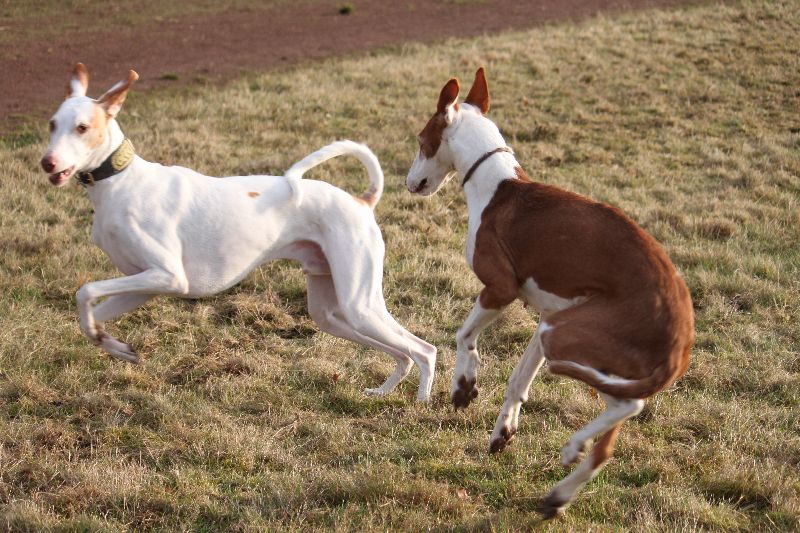 Rani und Baldur3.jpg