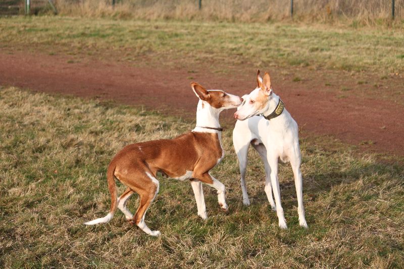Rani und Baldur4.jpg