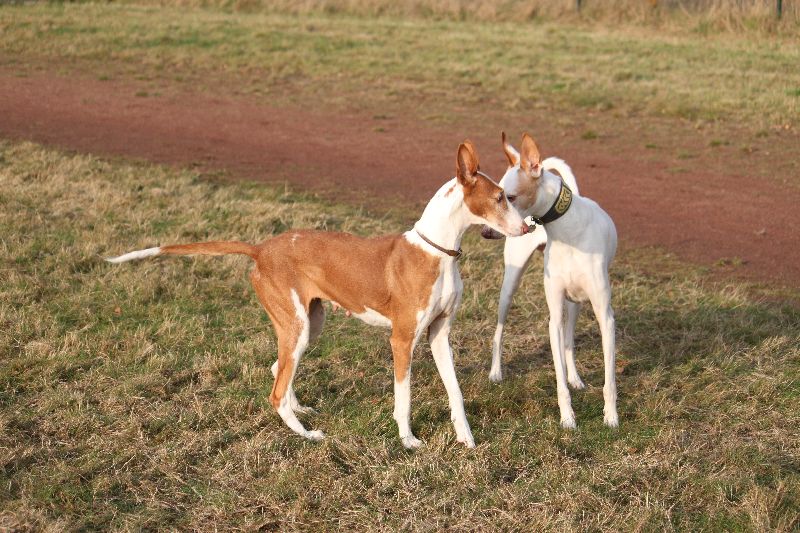 Rani und Baldur5.jpg