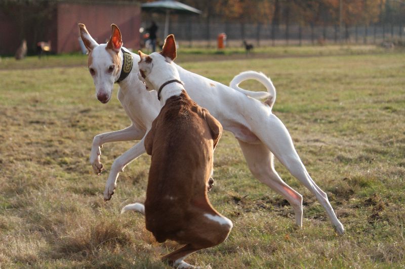 Rani und Baldur6.jpg