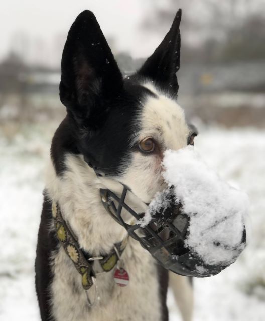 Schnee-Johnny.jpeg