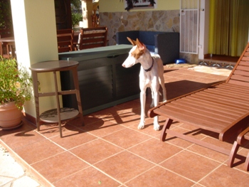 pflegehunde 010.JPG