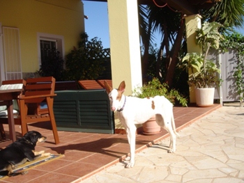 pflegehunde 011.JPG