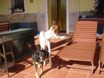 pflegehunde 009.JPG