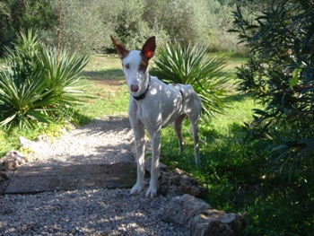 pflegehunde 012.JPG