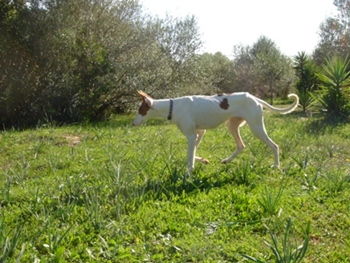 pflegehunde 015.JPG