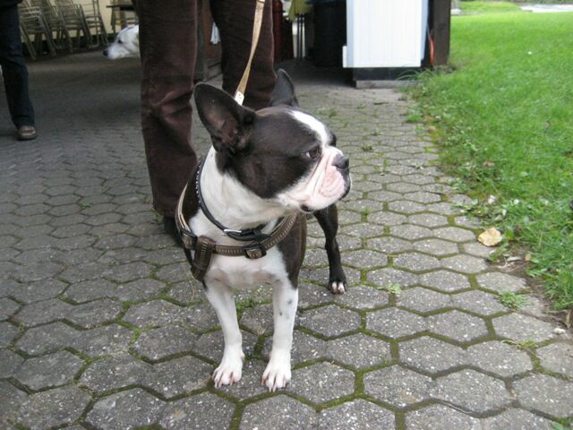 Schmidt00_schusseliges Frauchen.jpg