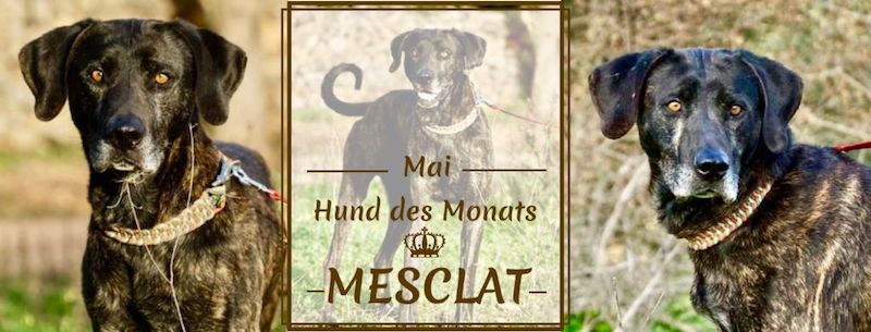 MESCLAT.jpeg